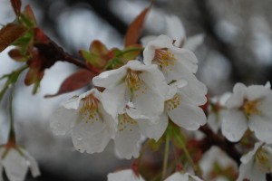 20150402雨の日も杜の遊歩道　桜編　オオシマザクラ (2)